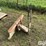 international-cub-image-8