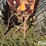 1962-allis-chalmers-d19-image-9