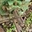 1952-john-deere-60-image-11