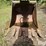 caterpillar-225-image-18