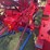 1938-farmall-f-14-image-22
