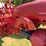 1948-farmall-c-image-14