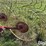 tonutti-10-wheel-3-pt-v-rake-image-9