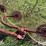 tonutti-10-wheel-3-pt-v-rake-image-13