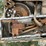 caterpillar-engine-retarder-image-12