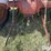 ford-8n-image-9