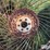 side-delivery-rake-wheels-image-12