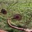 tonutti-10-wheel-3-pt-v-rake-image-10