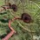 tonutti-10-wheel-3-pt-v-rake-image-11