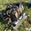 peterbilt-379-image-5