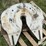 5th-wheel-plate-image-14