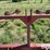 tonutti-10-wheel-3-pt-v-rake-image-18
