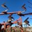 wil-rich-4640-field-cultivator-image-12