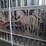 bi-parting-driveway-gates-image-3