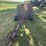 (9)-section-lindsey-spring-tooth-drag-image-2