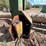 deere-437d-image-13