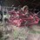 #74-•-case-4300-field-cultivator-image-6