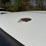 #46834-•-2008-ford-crown-victoria-sedan-2fafp71v68x125810-inv#46834-image-34
