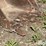 bobcat-435g-image-14