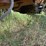 1998-case-ih-c50-image-12