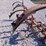 #2083-•-allis-chalmers-3-point-cultivator-image-3