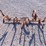 #2083-•-allis-chalmers-3-point-cultivator-image-4
