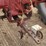 farmall-"c"-gas-narrow-front-image-14