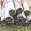 bundle-of-wood-posts-approx.-5''-x-7'-image-5