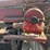 #125-•-3-strand-log-deck-image-8