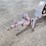 trailer-mounted-pavement-breaker-image-16