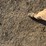 caterpillar-thirty-image-16