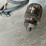 #111-•-milwaukee-0300-20-1/2"-corded-drill-and-black-&-decker-bdeg400-4.5"-angle-grinder-image-7