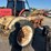 ford-tractor-image-4