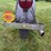 1949-powell-p-81-motorcycle-unrestored-image-64
