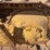 caterpillar-d4d-image-14
