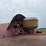 farmall-460-lp-hi-clear-image-58