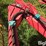 tonutti-v12-12-wheel-v-rake-image-19