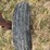 farmall-460-hi-clear-image-16