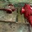 (unused)-(1)-5-1/8”-5m-manual-flanged--frac-vlv-&-(1)-4-1/16”-5m-hyd-gate-valve-image-2