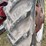 farmall-460-hi-clear-image-18