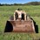 honey-bee-loader-tractor-image-1