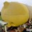 1600-gal-t/a-nurse-tank-trailer-image-16