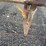 4-row-3pt-cultivator-image-14