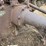massey-harris-gp-image-24