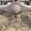 massey-harris-gp-image-35