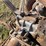 silver-king-three-wheel-image-24