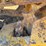 caterpillar-ten-high-clear-image-34