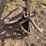horse-drawn-roll-over-plow-image-12