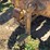 caterpillar-ten-high-clear-image-10