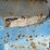 almaco-ak4rpp-corn-planter-image-22
